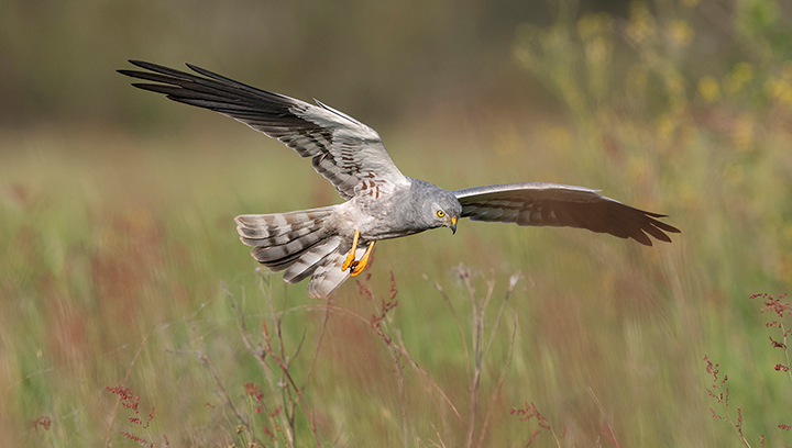 Balade nature : les oiseaux des plaines